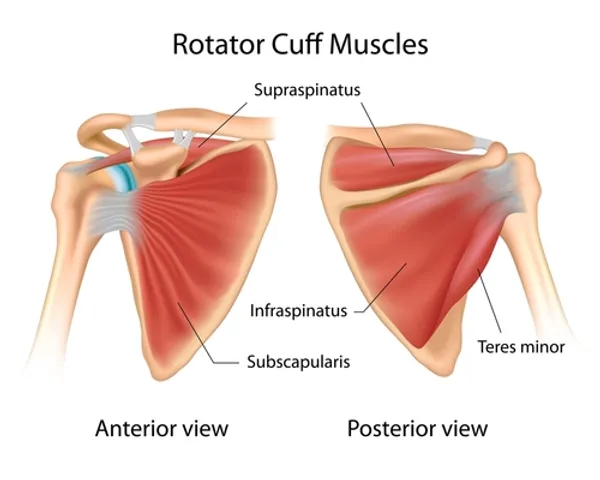 Subscapularis - Rotator Cuff Muscles