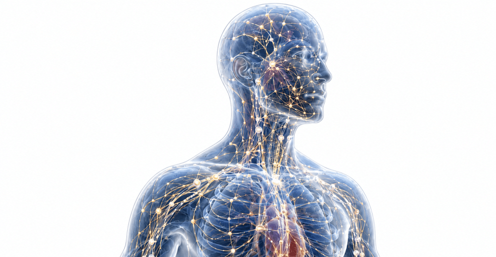 Meridian Channels and the primo vascular system Conduit
