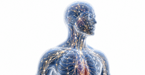 Meridian Channels and the primo vascular system Conduit