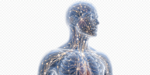 Meridian Channels and the primo vascular system Conduit